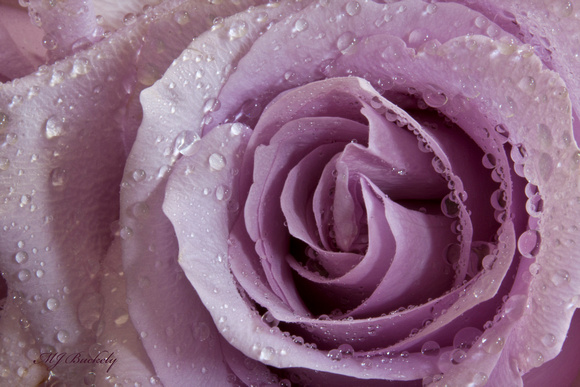 Purple Rose and Dew