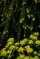 Yellow Flowers and Pine Boughs