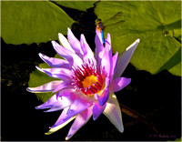 Waterlily and Dragonfly