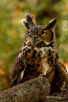 Great Horned Owl