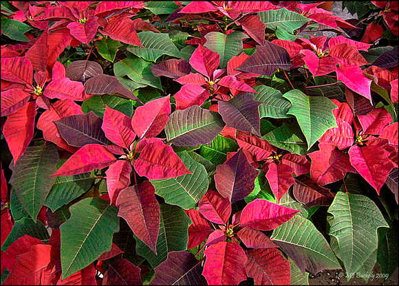 Christmas Red and Green