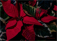 Mixed Poinsettias