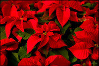 Red Poinsettias