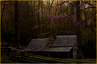Cabin and Redbud