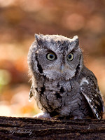 Gray Screech Owl