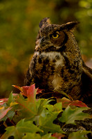 Great Horned Owl in Fall