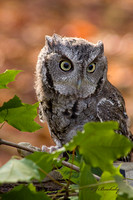 Gray Screech Owl and Leaves