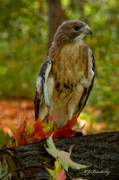 Red Tail Hawk